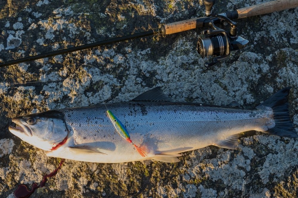 Saltwater Spotted Seatrout
